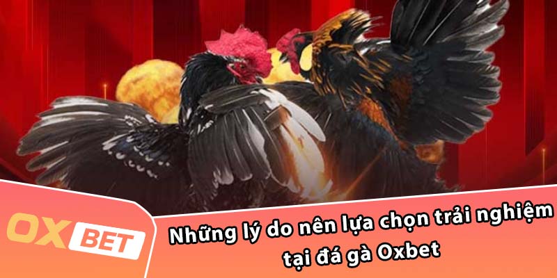 Những lý do nên lựa chọn trải nghiệm tại đá gà Oxbet 