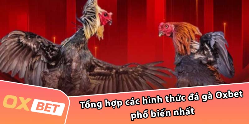 Tổng hợp các hình thức đá gà Oxbet phổ biến nhất